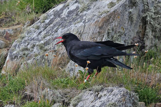 Crows and shrikes | North Wales Wildlife Trust